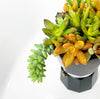 2/3 cup Cafetera Succulent Arrangement