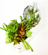 2/3 cup Cafetera Succulent Arrangement