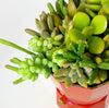 2/3 cup Cafetera Succulent Arrangement