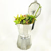 12 cup Cafetera Succulent Arrangement