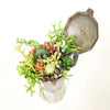 12 cup Cafetera Succulent Arrangement